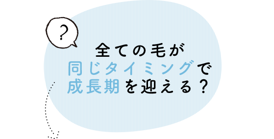 全ての毛が同じタイミングで成長期を迎えている？