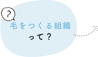 毛をつくる組織って？