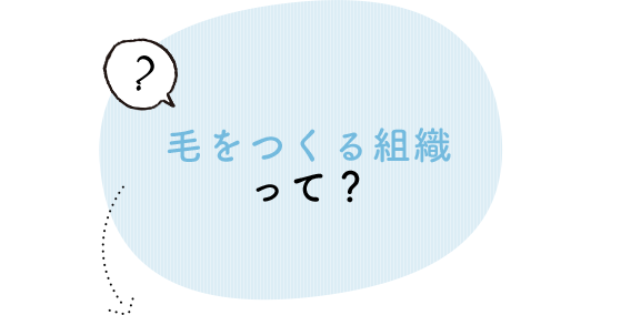 毛をつくる組織って？