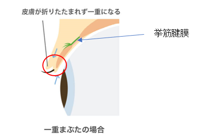 挙筋腱膜２