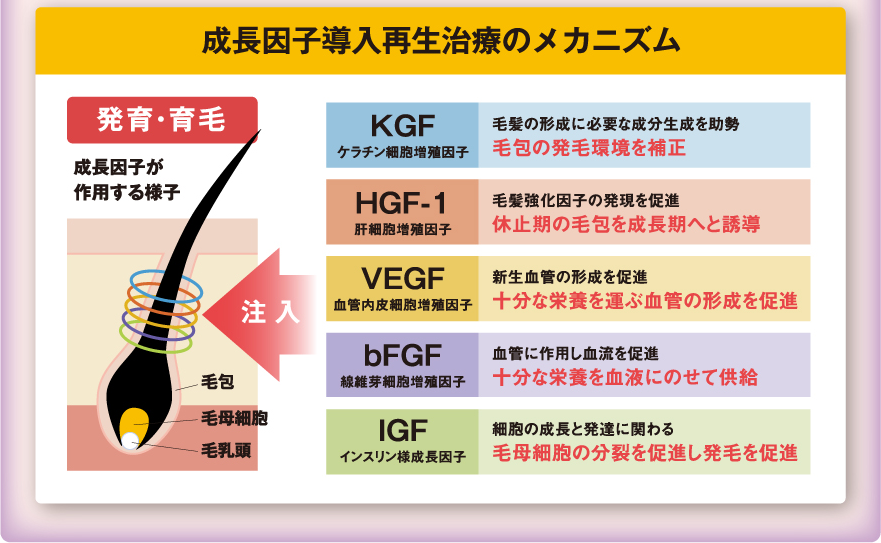 成長因子導入再生治療のメカニズム